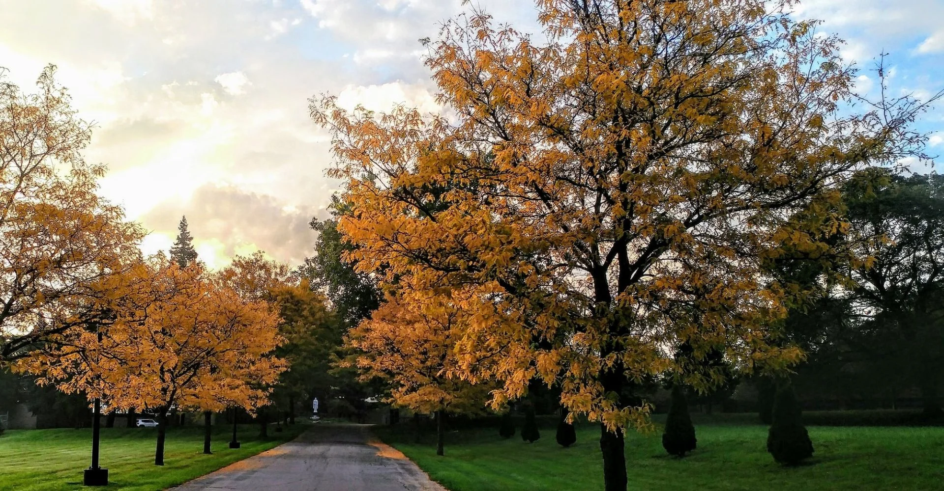 autumn trees